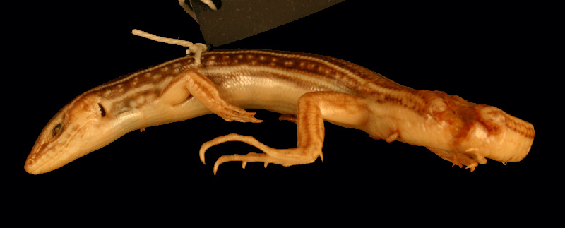 Ctenotus regius Field Guide and Catalogues