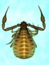 Pseudogarypus bicornis from U.S.A. (Image: M. Harvey) Pseudogarypus bicornis from U.S.A. (Image: M. Harvey)