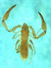 Bochica sp. from Venezuela (Image: M. Harvey) Bochica sp. from Venezuela (Image: M. Harvey)