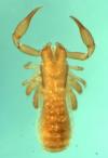Lechytia libita from Australia (Image: M. Harvey) Lechytia libita from Australia (Image: M. Harvey)