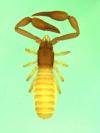 Parahya submersa from Australia (Image: M. Harvey) Parahya submersa from Australia (Image: M. Harvey)