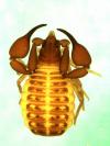 Garypus californicus from Mexico (Image: M. Harvey) Garypus californicus from Mexico (Image: M. Harvey)