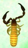 Protogarypinus giganteus from Australia (Image: M. Harvey) Protogarypinus giganteus from Australia (Image: M. Harvey)