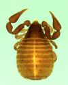 Unidentified Cheiridiidae from Australia (Image: M. Harvey) Unidentified Cheiridiidae from Australia (Image: M. Harvey)