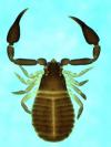 Geogarypus connatus from Australia (Image: M. Harvey) Geogarypus connatus from Australia (Image: M. Harvey)
