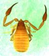 Chelifer cancroides from Europe (Image: M. Harvey) Chelifer cancroides from Europe (Image: M. Harvey)