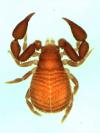 Pseudochiridium sp. from East Timor (Image: M. Harvey) Pseudochiridium sp. from East Timor (Image: M. Harvey)