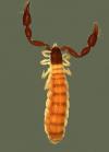 Austrohorus sp. from Australia (Image: K. Edward) Austrohorus sp. from Australia (Image: K. Edward)