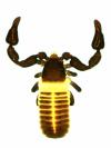 Marachernes bellus from Australia (Image: M. Harvey) Marachernes bellus from Australia (Image: M. Harvey)