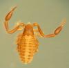 Cystowithius smithersi from Ecuador (Image: M. Harvey) Cystowithius smithersi from Ecuador (Image: M. Harvey)