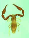 Gymnobisium sp. from South Africa (male) (Image: M. Harvey) Gymnobisium sp. from South Africa (male) (Image: M. Harvey)
