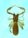 Pseudotyrannochthonius sp. from Australia (Image: M. Harvey) Pseudotyrannochthonius sp. from Australia (Image: M. Harvey)