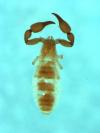 Anysrius chamberlini from Australia (specimen macerated) (Image: M. Harvey) Anysrius chamberlini from Australia (specimen macerated) (Image: M. Harvey)