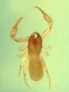 Paraliochthonius darwini from Australia (Image: M. Harvey) Paraliochthonius darwini from Australia (Image: M. Harvey)