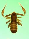 Anaulacodithella sp. from South Africa (Image: M. Harvey) Anaulacodithella sp. from South Africa (Image: M. Harvey)