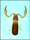 Neobisium carcinoides from Scotland (Image: M. Harvey) Neobisium carcinoides from Scotland (Image: M. Harvey)
