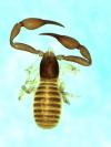 Dhanus sp. from Malaysia (Image: M. Harvey) Dhanus sp. from Malaysia (Image: M. Harvey)