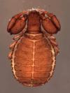 Feaella sp. from Western Australia (Image: K. Edward) Feaella sp. from Western Australia (Image: K. Edward)