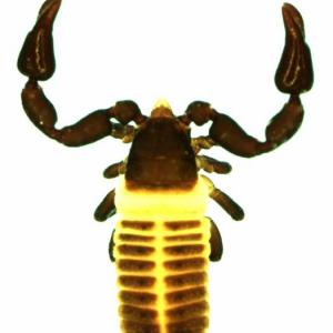 Marachernes bellus from Australia  (Image: M. Harvey)