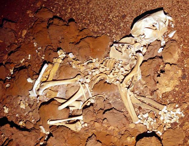 Flightstar Cave Thylacoleo insitu Fossilised Thylacoleo Carnifex skeleton