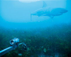 Carcharodon carcharias