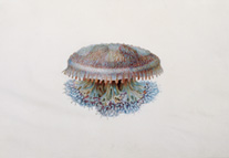 Illustration of a Jelly Fish