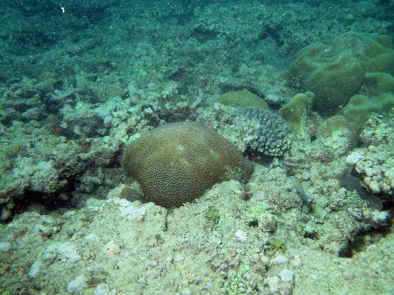 Adele Island Station 10