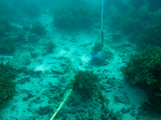 Adele Island Station 8