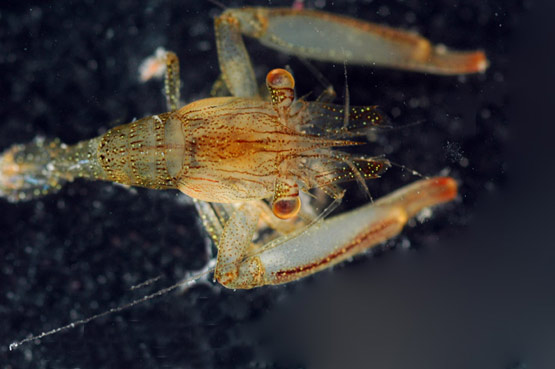Harpiliopsis beaupresi