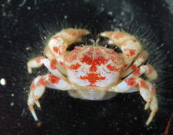 Heteropilumnus sp.