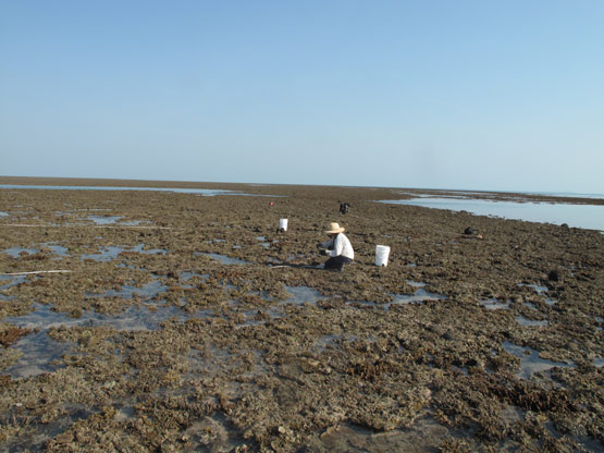 Montgomery Reef Station 18