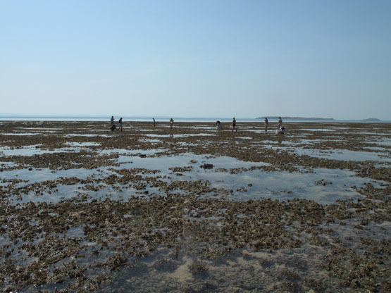 Montgomery Reef Station 19