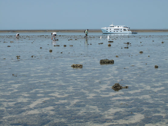 Montgomery Reef Station 23