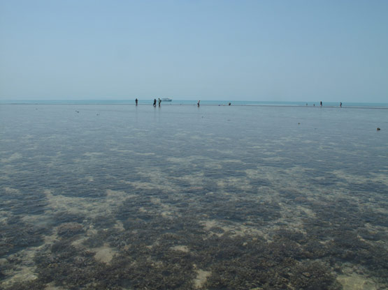 Montgomery Reef Station 26