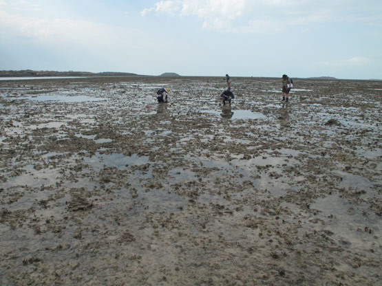 Montgomery Reef Station 27