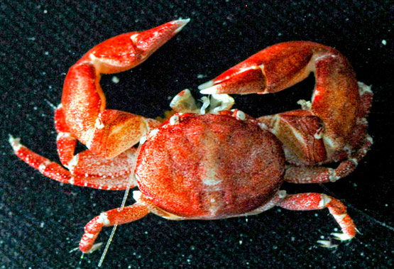 Polyonyx obesulus