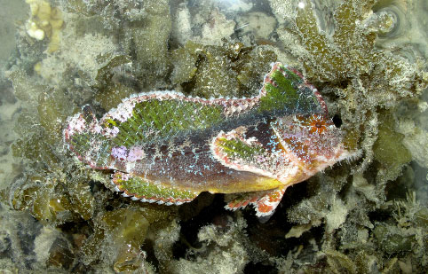 Bearded Velvetfish maximum size found was 125mm total length