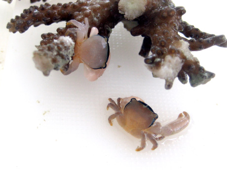 Fig 1: Trapeziidae - Zoro Crabs.
