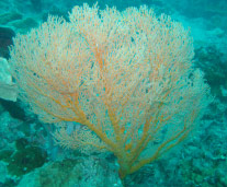 Fig 1. Beautiful fans of the family Melithaeidae