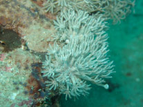 Fig 4. Xenia sp.
