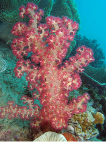 Fig 6. Dendronephthya sp. displaying large macroscopic sclerites