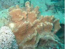 Fig 7. <em>Dampia pocilloporaeformis</em>
