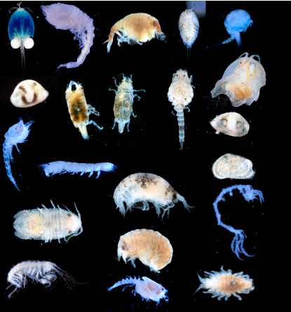 Micro Crustaceans