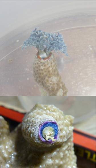 Christmas Tree Worm