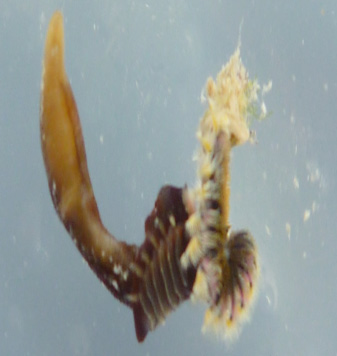 Christmas Tree Worm