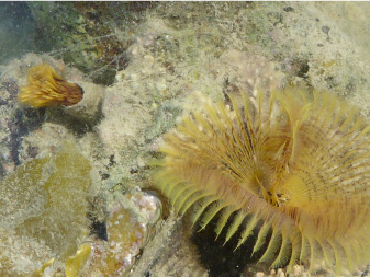 Sabellidae