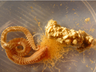 Terebellidae