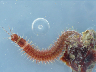 Eunicidae