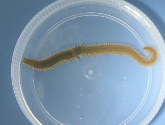 Amphinomidae