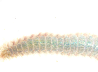 Polychaetes